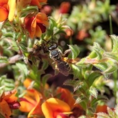 Lasioglossum (Chilalictus) sp. (genus & subgenus) (Halictid bee) at Mount Painter - 19 Oct 2020 by CathB