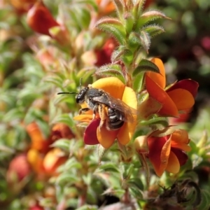 Lasioglossum (Chilalictus) sp. (genus & subgenus) at Cook, ACT - 19 Oct 2020