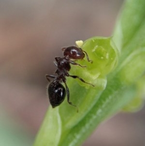 Microtis parviflora at Cook, ACT - suppressed