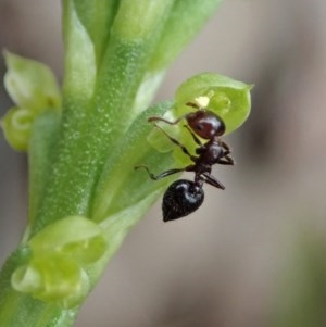 Microtis parviflora at Cook, ACT - suppressed