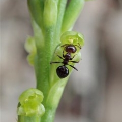 Microtis parviflora at Cook, ACT - suppressed