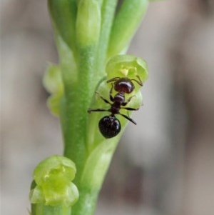 Microtis parviflora at Cook, ACT - 28 Oct 2020