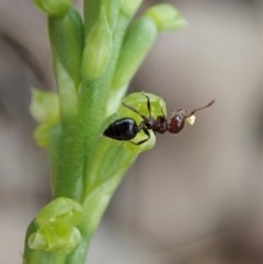 Microtis parviflora at Cook, ACT - suppressed