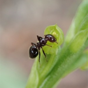 Microtis parviflora at Cook, ACT - suppressed