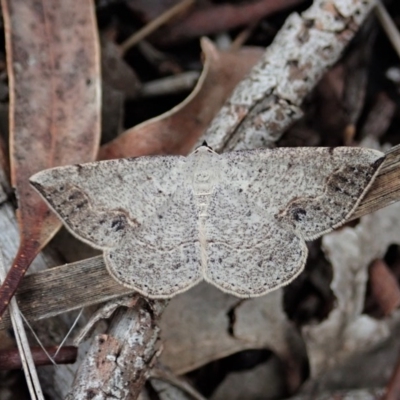 Taxeotis intextata (Looper Moth, Grey Taxeotis) at Mount Painter - 27 Oct 2020 by CathB