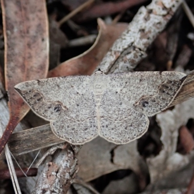 Taxeotis intextata (Looper Moth, Grey Taxeotis) at Cook, ACT - 28 Oct 2020 by CathB