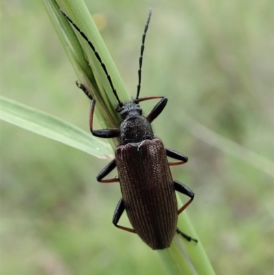 Homotrysis cisteloides (Darkling beetle) at Cook, ACT - 27 Oct 2020 by CathB