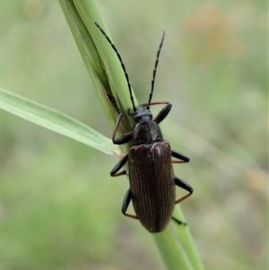 Homotrysis cisteloides at Cook, ACT - 28 Oct 2020 10:52 AM