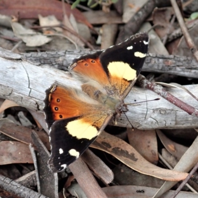Vanessa itea (Yellow Admiral) at Cook, ACT - 28 Oct 2020 by CathB