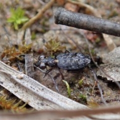 Scopodes sp. (genus) (Predaceous ground beetle) at Mount Painter - 28 Oct 2020 by CathB