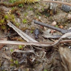 Scopodes sp. (genus) at Cook, ACT - 28 Oct 2020