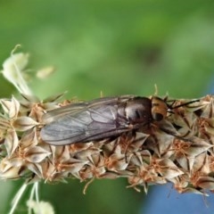 Inopus rubriceps (Sugarcane Soldier Fly) at Mount Painter - 28 Oct 2020 by CathB