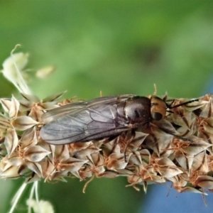 Inopus rubriceps at Cook, ACT - 28 Oct 2020