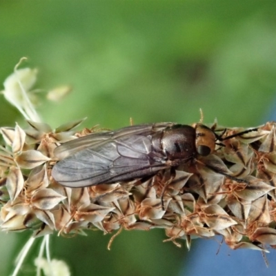 Inopus rubriceps (Sugarcane Soldier Fly) at Mount Painter - 28 Oct 2020 by CathB