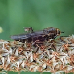 Inopus rubriceps at Cook, ACT - 28 Oct 2020