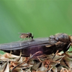 Inopus rubriceps at Cook, ACT - 28 Oct 2020