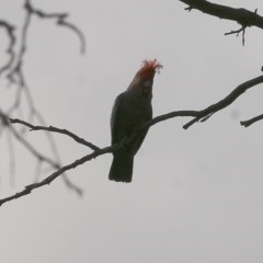 Callocephalon fimbriatum (Gang-gang Cockatoo) at Wodonga - 30 Oct 2020 by Kyliegw