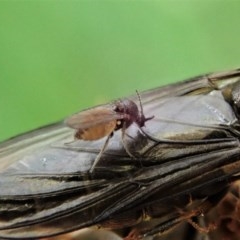 Ceratopogonidae (family) (Biting Midge) at Mount Painter - 28 Oct 2020 by CathB