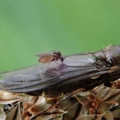 Ceratopogonidae (family) at Cook, ACT - 28 Oct 2020