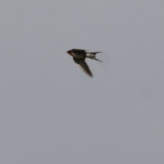 Hirundo neoxena (Welcome Swallow) at Wodonga - 30 Oct 2020 by Kyliegw