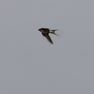 Hirundo neoxena at Wodonga - 31 Oct 2020 09:30 AM