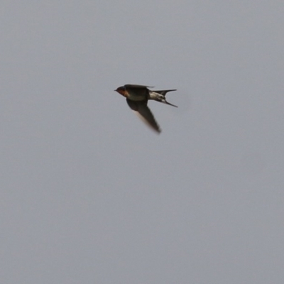 Hirundo neoxena (Welcome Swallow) at Wodonga - 31 Oct 2020 by KylieWaldon