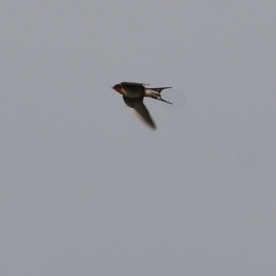 Hirundo neoxena (Welcome Swallow) at Wodonga - 30 Oct 2020 by Kyliegw