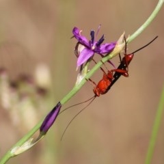 Lissopimpla excelsa (Orchid dupe wasp, Dusky-winged Ichneumonid) at Wodonga, VIC - 31 Oct 2020 by KylieWaldon