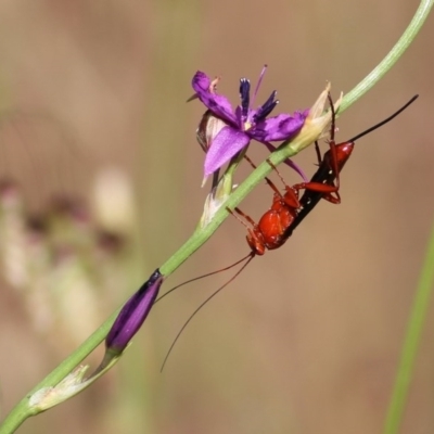 Lissopimpla excelsa (Orchid dupe wasp, Dusky-winged Ichneumonid) at Wodonga, VIC - 30 Oct 2020 by Kyliegw