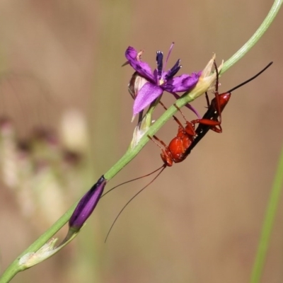 Lissopimpla excelsa (Orchid dupe wasp, Dusky-winged Ichneumonid) at Jack Perry Reserve - 30 Oct 2020 by Kyliegw