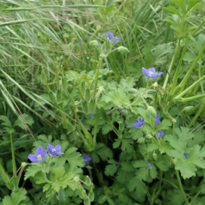 Erodium crinitum at Cook, ACT - 20 Oct 2020