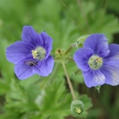 Erodium crinitum at Cook, ACT - 20 Oct 2020