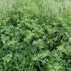 Erodium crinitum at Cook, ACT - 20 Oct 2020