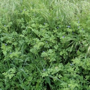 Erodium crinitum at Cook, ACT - 20 Oct 2020