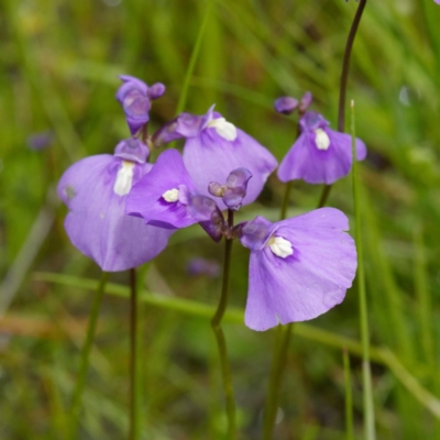 Utricularia dichotoma (Fairy Aprons, Purple Bladderwort) at Sherwood Forest - 30 Oct 2020 by DPRees125