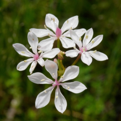 Burchardia umbellata (Milkmaids) at Sherwood Forest - 30 Oct 2020 by DPRees125