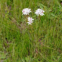 Burchardia umbellata at Uriarra Village, ACT - 30 Oct 2020