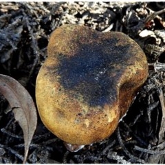 Scleroderma sp. (Scleroderma) at Crooked Corner, NSW - 12 Oct 2020 by Milly