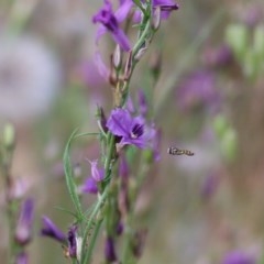 Simosyrphus grandicornis (Common hover fly) at Wodonga - 31 Oct 2020 by Kyliegw