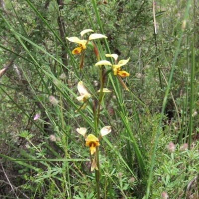 Diuris sulphurea (Tiger Orchid) at Tuggeranong Hill - 30 Oct 2020 by Owen
