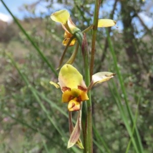 Diuris sulphurea at Theodore, ACT - suppressed