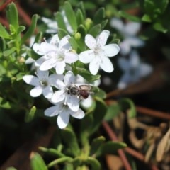 Lasioglossum (Parasphecodes) sp. (genus & subgenus) (Halictid bee) at Parkes, ACT - 18 Mar 2020 by Tammy
