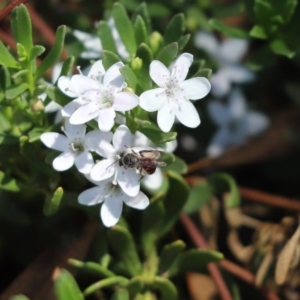 Lasioglossum (Parasphecodes) sp. (genus & subgenus) at Parkes, ACT - 18 Mar 2020