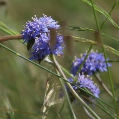 Brunonia australis (Blue Pincushion) at Wodonga, VIC - 31 Oct 2020 by KylieWaldon