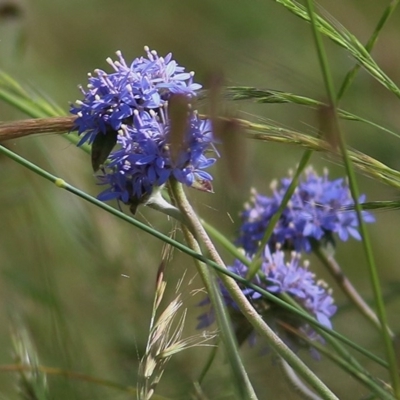 Brunonia australis (Blue Pincushion) at Wodonga - 30 Oct 2020 by Kyliegw