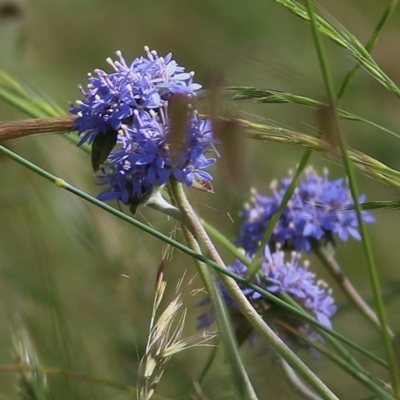 Brunonia australis (Blue Pincushion) at Wodonga, VIC - 31 Oct 2020 by KylieWaldon