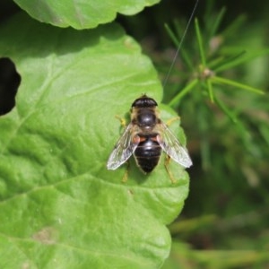 Eristalis tenax at Cook, ACT - 28 Oct 2020