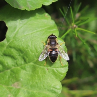 Eristalis tenax (Drone fly) at Cook, ACT - 28 Oct 2020 by Tammy