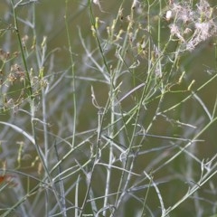 Senecio quadridentatus (Cotton Fireweed) at Jack Perry Reserve - 31 Oct 2020 by KylieWaldon