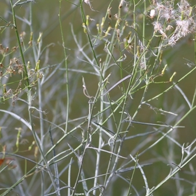 Senecio quadridentatus (Cotton Fireweed) at Wodonga - 30 Oct 2020 by Kyliegw
